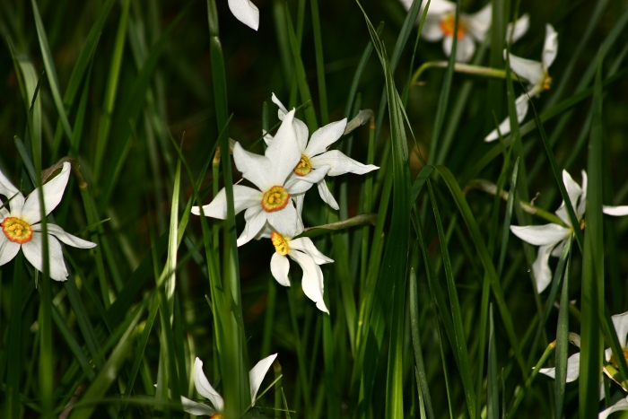 Narcissus poeticus